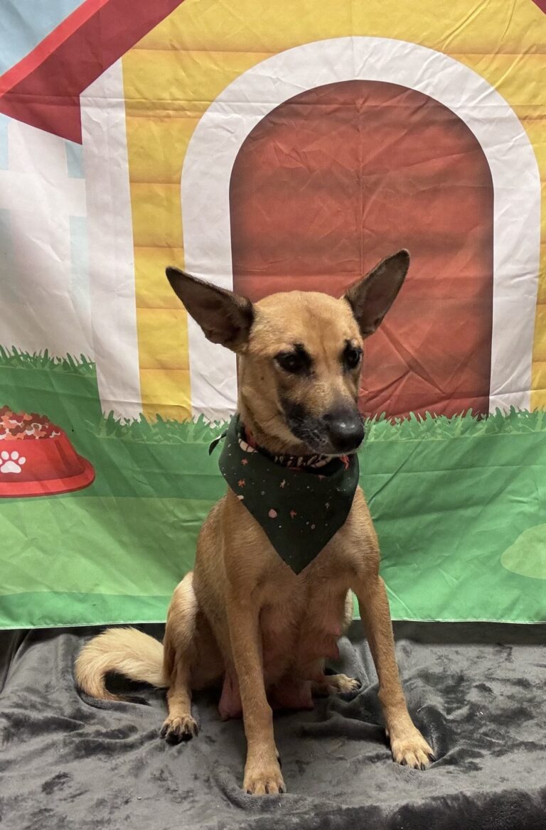   PARVO AND WHAT YOU NEED TO KNOW
