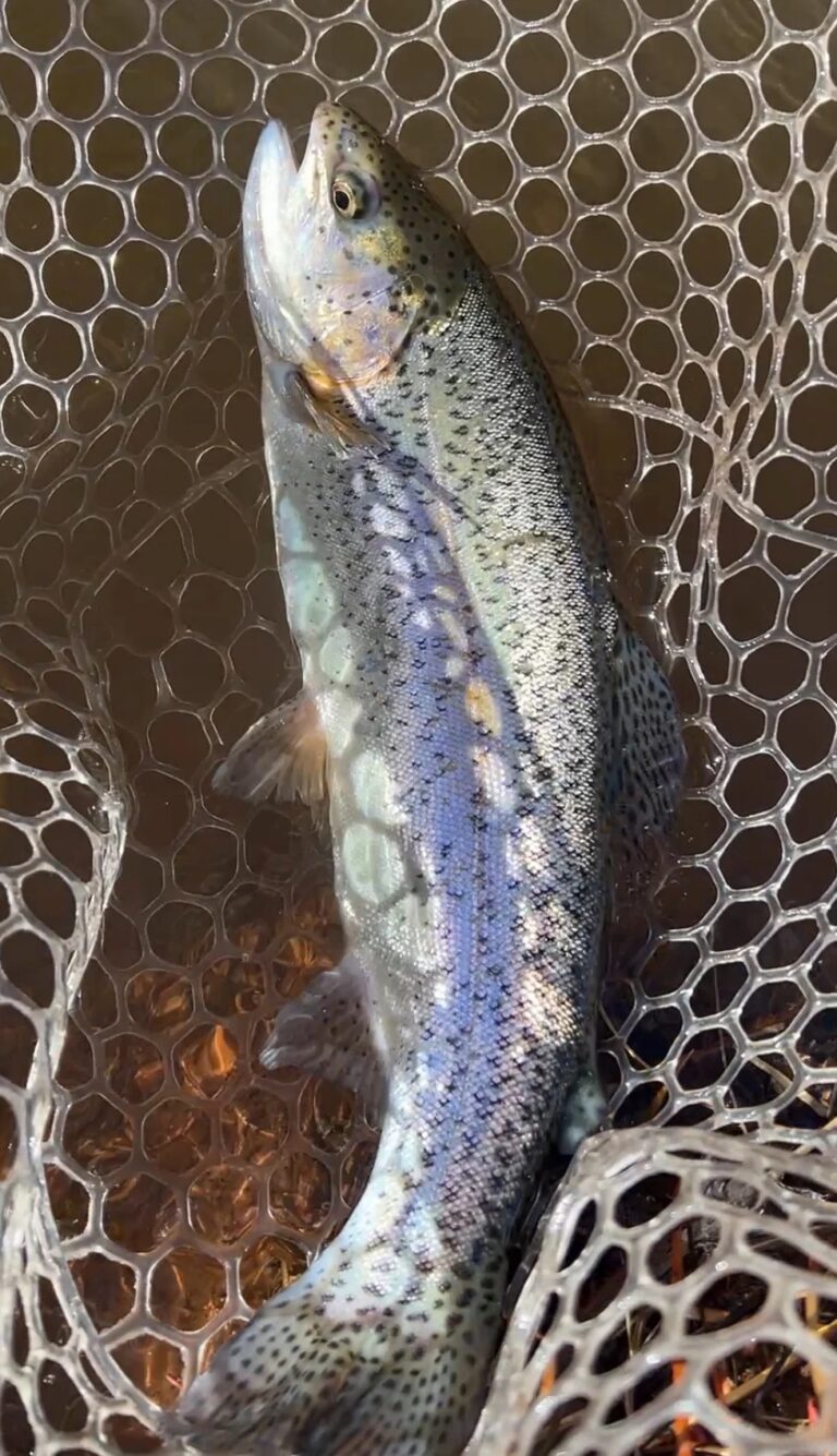 Fish biting as Christmas nears