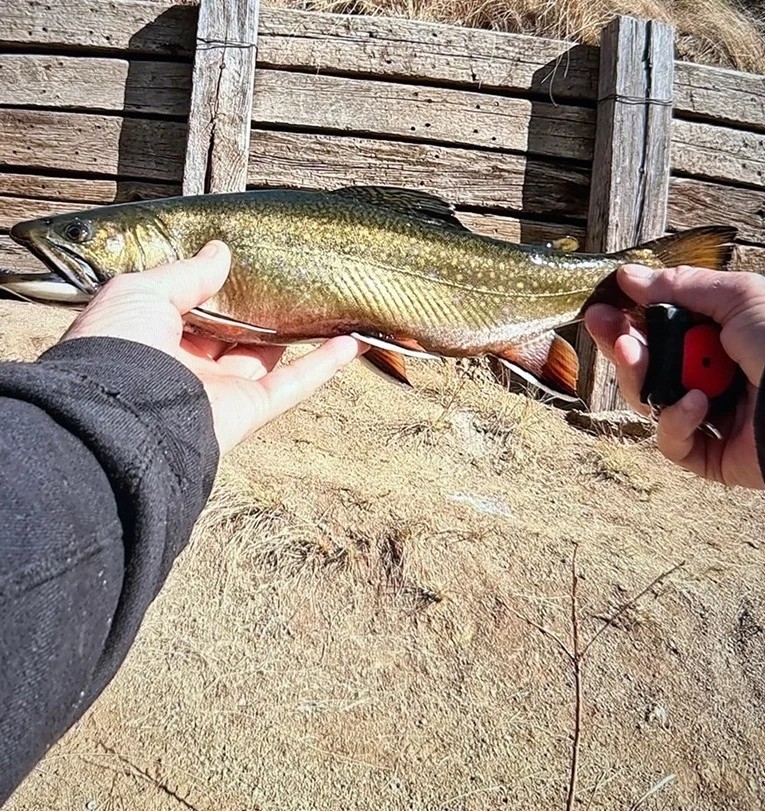 Trout conditions good on New Mexico waters as Thanksgiving approaches