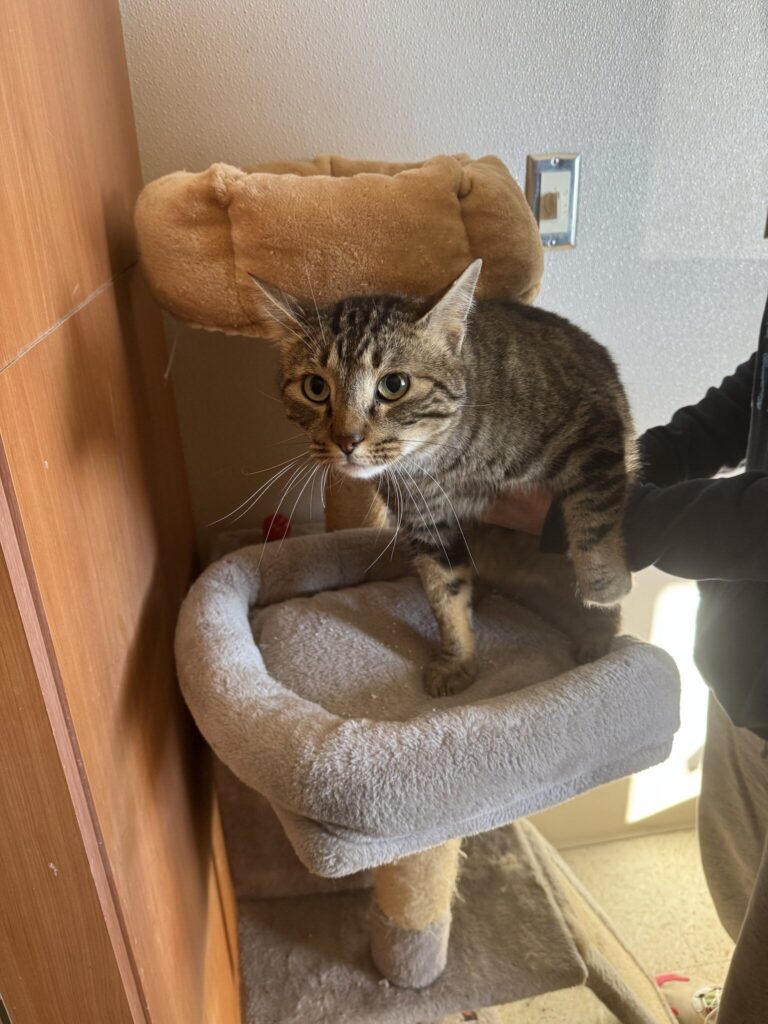 Cats and Dogs Needing to Go to Animal Shelters: A Growing Concern and Call for Action