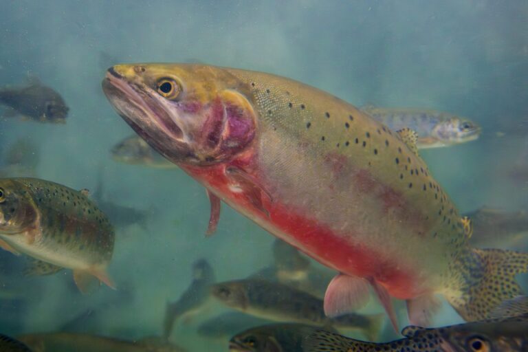 Decades of work keeps Rio Grande Cutthroat Trout off Endangered List
