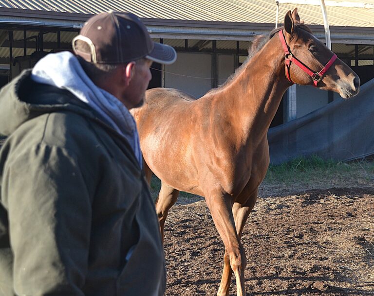 Deadly horse disease spreads into New Mexico