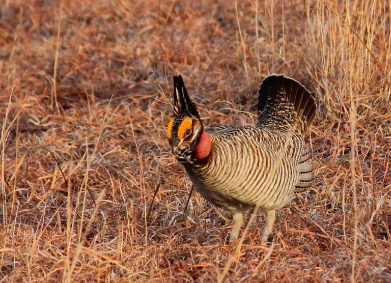 Trump to strip prairie chicken protections