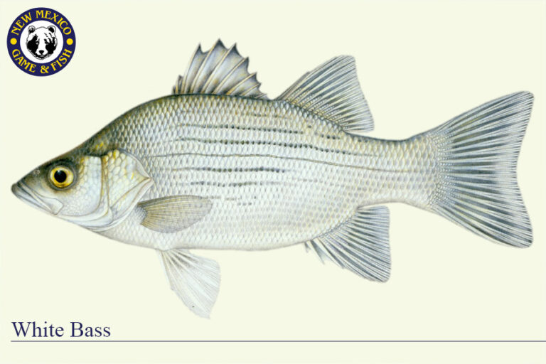 Bass are biting in Eddy County this week at Brantley Lake