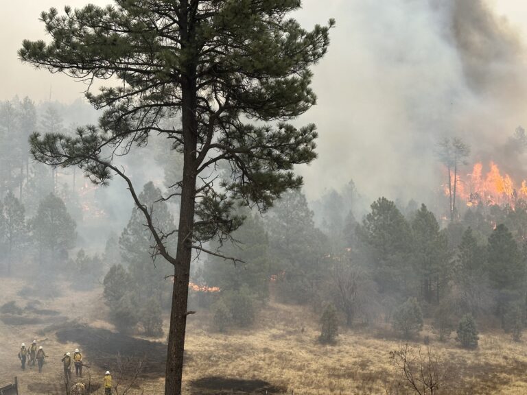 State offers ways to cut wildfire risk