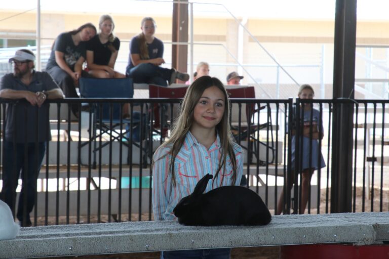 First-year rabbit show contestants win at Eddy County Fair