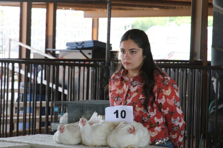 Family hatches repeat in broiler chicken show at Eddy County Fair