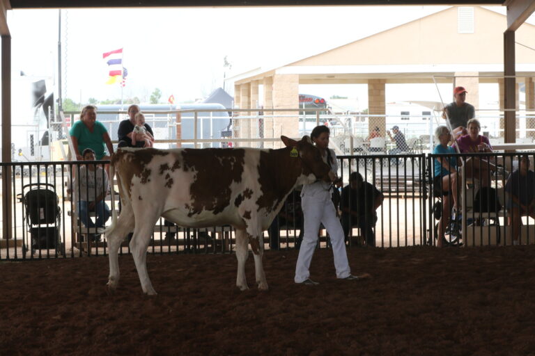Heifer show teaches life lessons