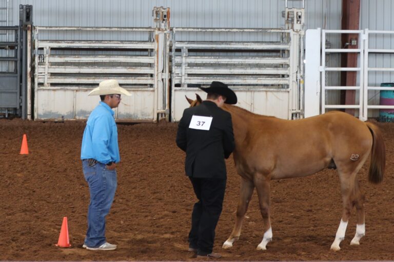 Jace Deans wins big at Prospect Yearling Show
