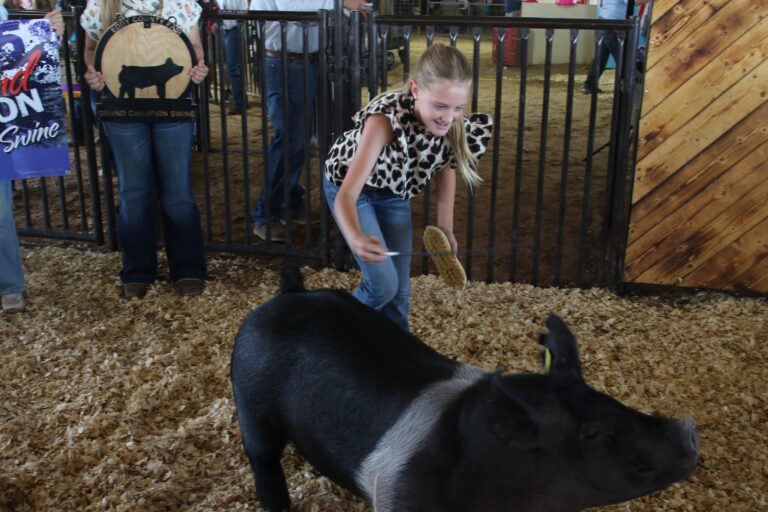 Eddy County Fair animal results