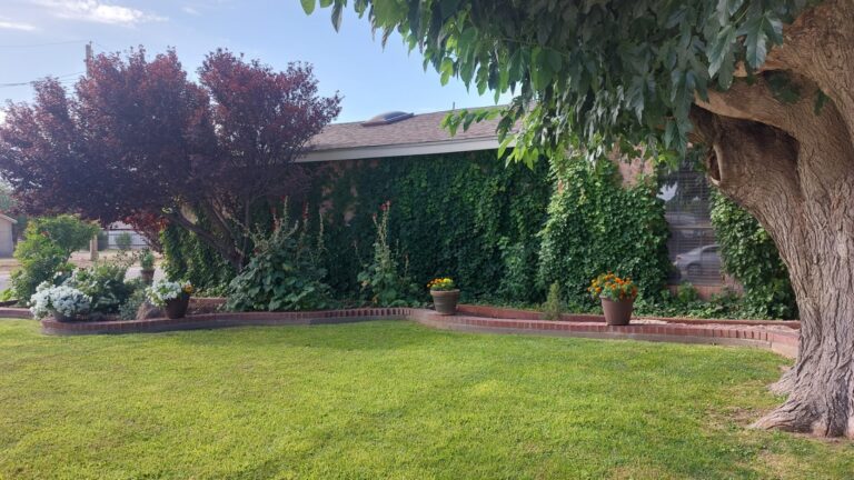 Yard of the Week