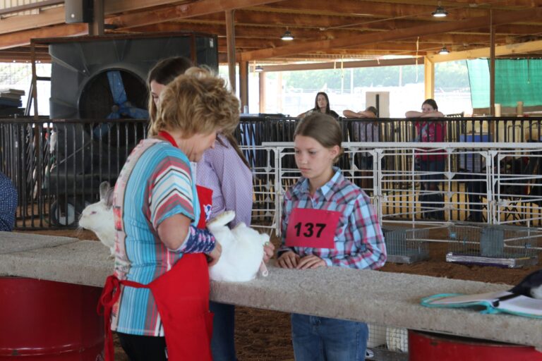 Eddy County Fair Rabbit Show in pictures