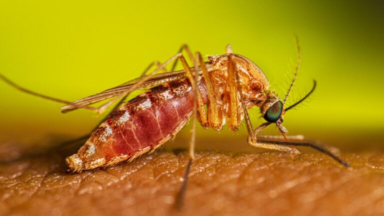 State confirms first human West Nile case of year