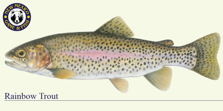 Trout remain popular in Lincoln County lakes