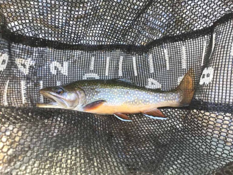 Trout continue to rule New Mexico waters