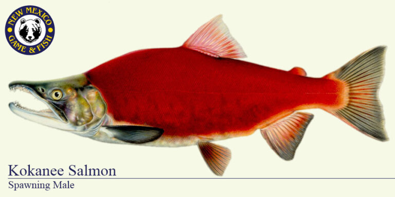 Bass, walleye, salmon biting in New Mexico