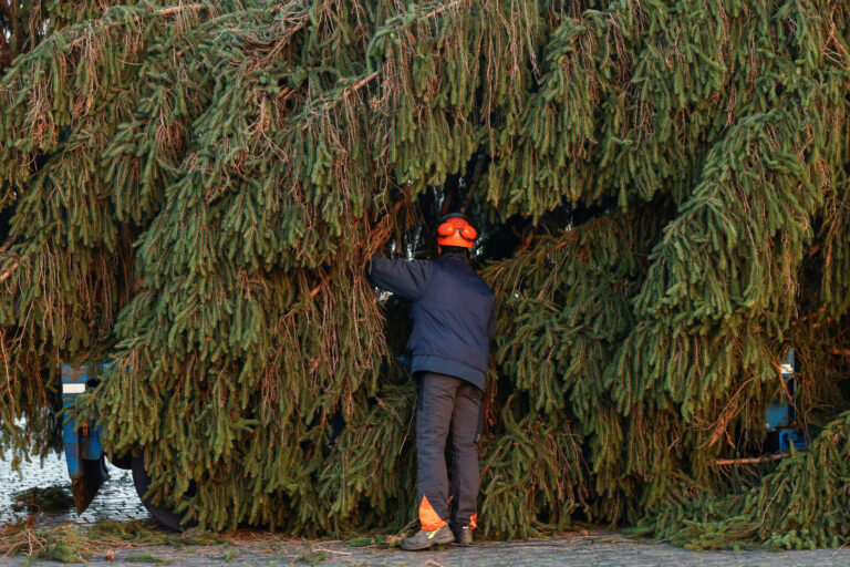 Bring home a live Christmas tree from the Lincoln National Forest