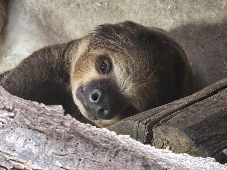 Sloths arrive at Alamogordo zoo