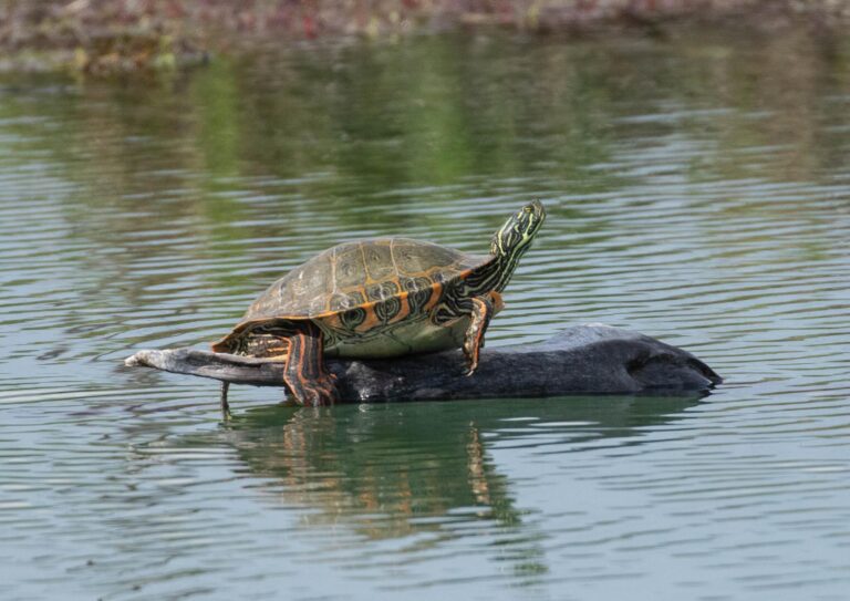 Lawsuit filed over imperiled Pecos River turtle