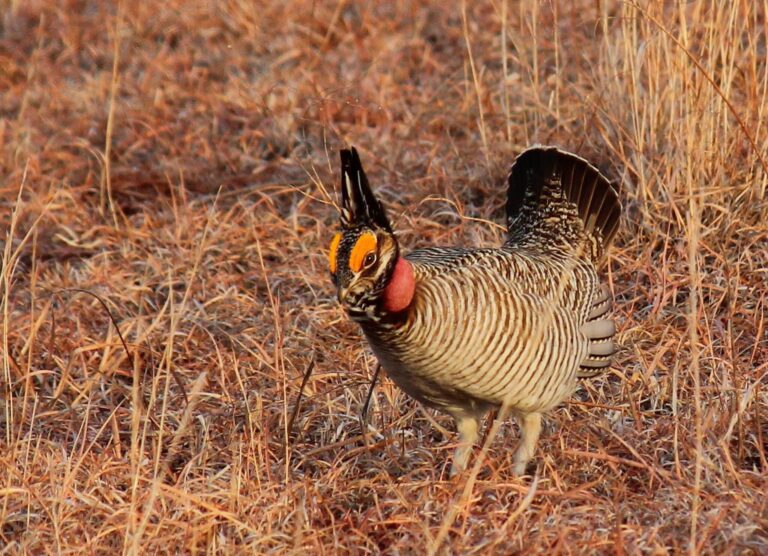 Prairie chicken no longer ‘endangered’