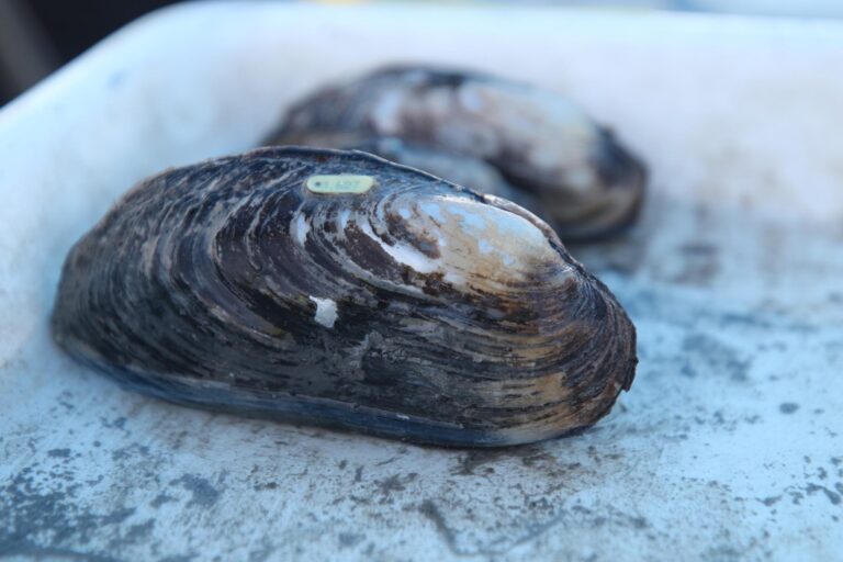 Environmental group files lawsuit over threatened Pecos River mussel