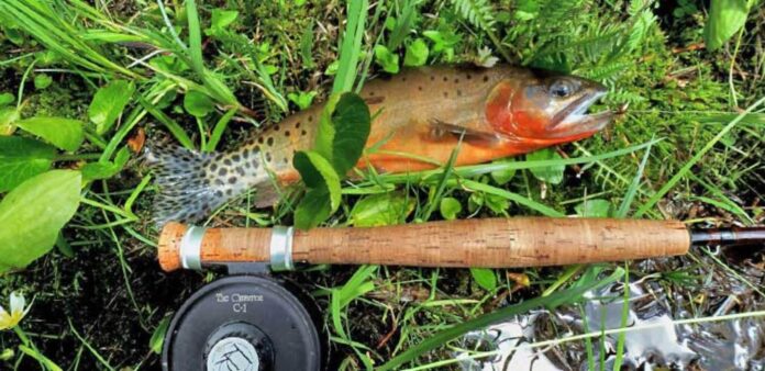 The Rio Grande Cutthroat trout can be found in northern New Mexico waters.