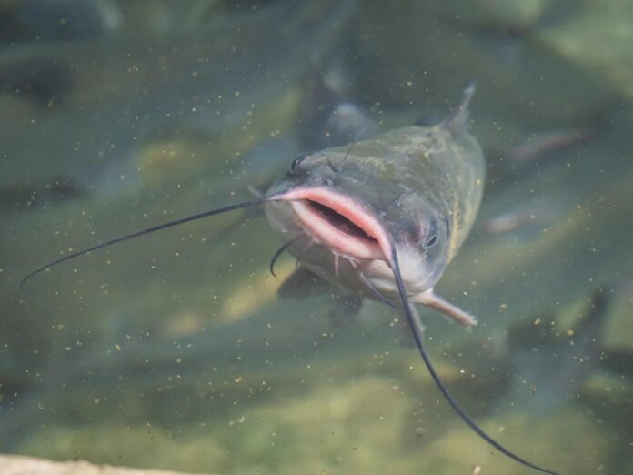 Catfish can be found in New Mexico’s warm waters.