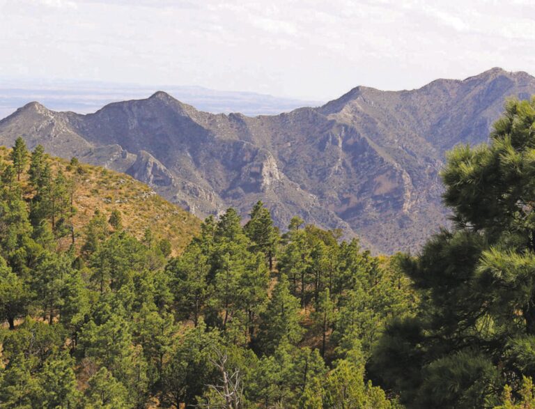 ‘Roadless rule’ could affect Lincoln National Forest as Sen. Heinrich calls it a “Trojan Horse”
