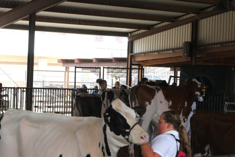 Auctions, bull riding, and live music: Here’s what to expect at the Eddy County Fair