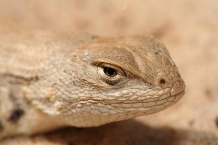 Dunes sagebrush lizard loses federal protection during court proceedings