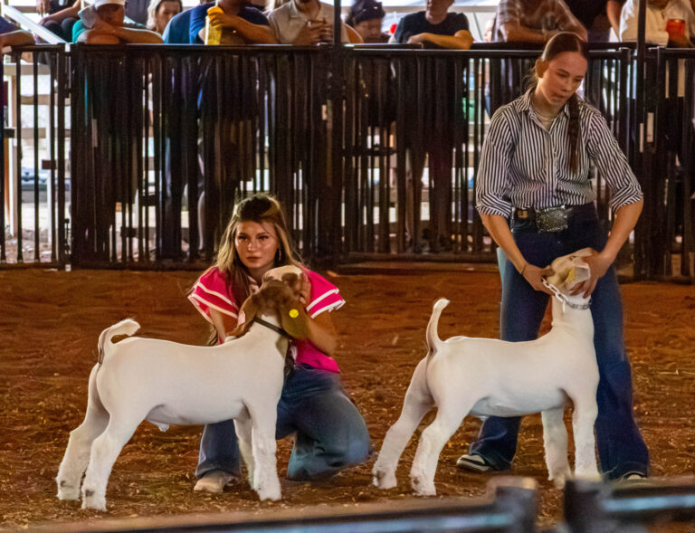 A look at the 81st Eddy County heifer and goat contest