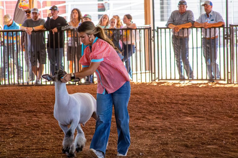 Scenes  from the sheep contest at the 81st Eddy County Fair