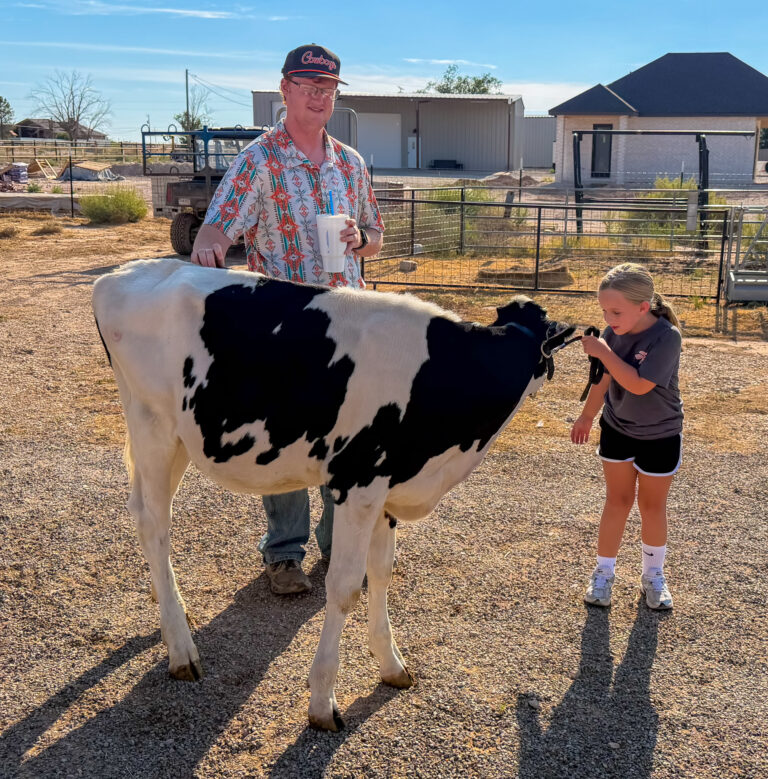 The Bean family prepares dairy heifers for the Eddy County Fair