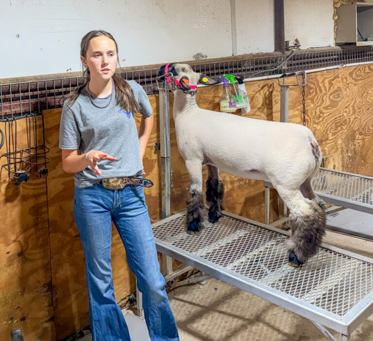 Artesia’s Swayzee Folmar gives behind-the-scenes look at fair livestock prep