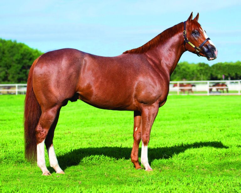 The story of a now-famous New Mexico stallion to never see the winner’s circle