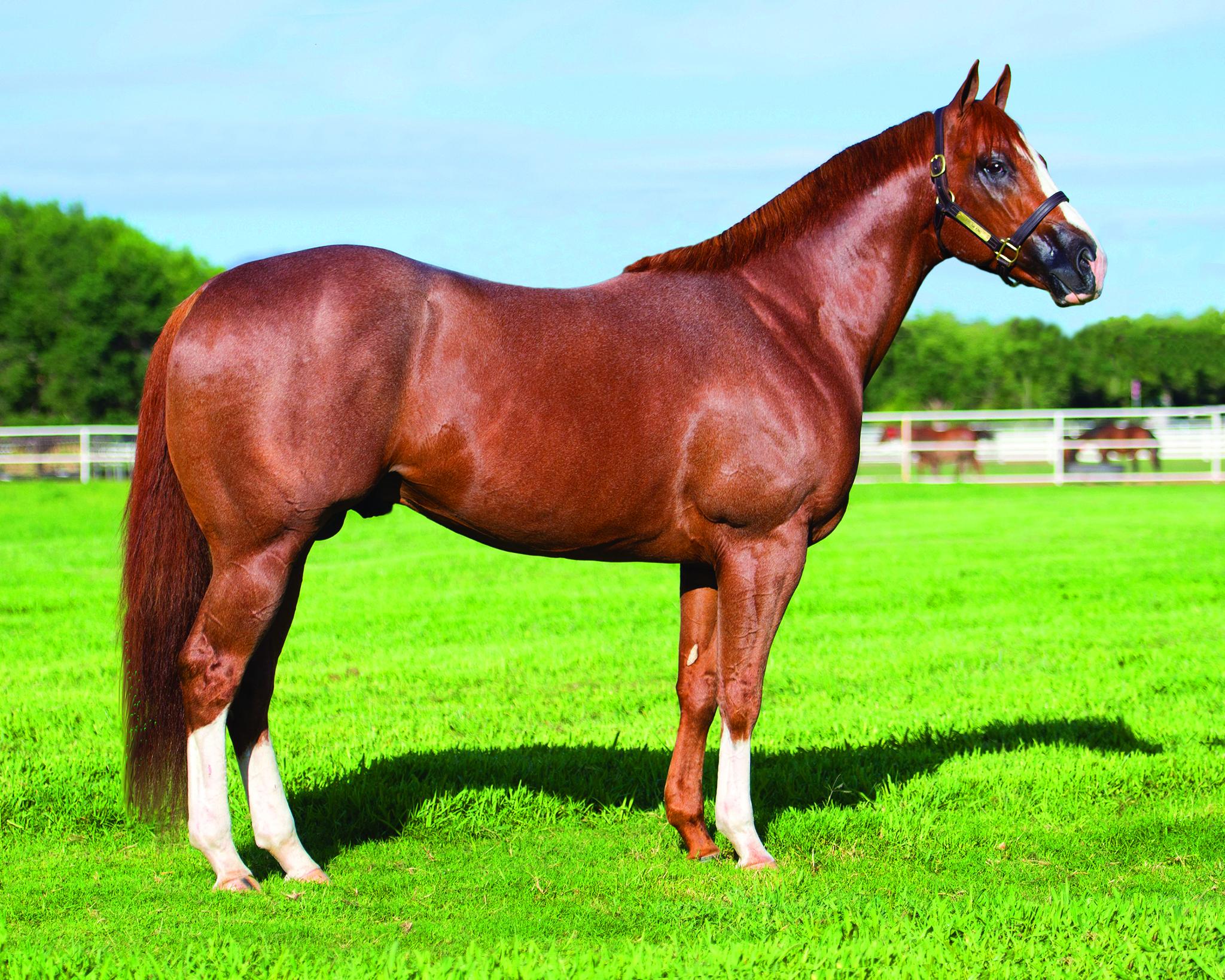 The story of a now-famous New Mexico stallion to never see the winner’s circle