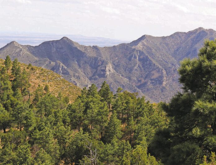 Mountain peaks rise above pine trees in Lincoln National Forest.