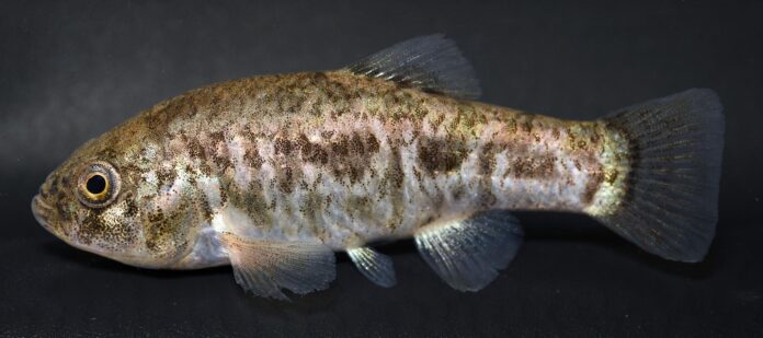 Female Pecos pupfish
