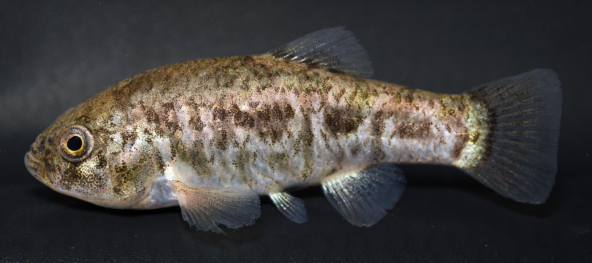 Lawsuit Seeks Federal Protections for Pecos Pupfish After Listing Delay